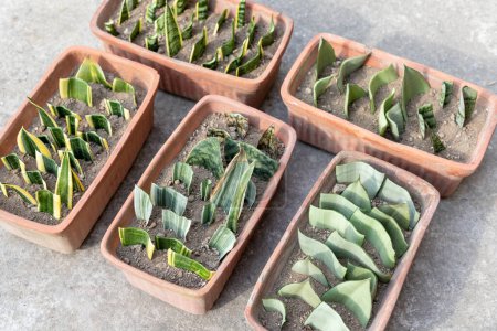 Téléchargez les photos : Sansevieria multiplication des plantes à partir de boutures de feuilles - en image libre de droit