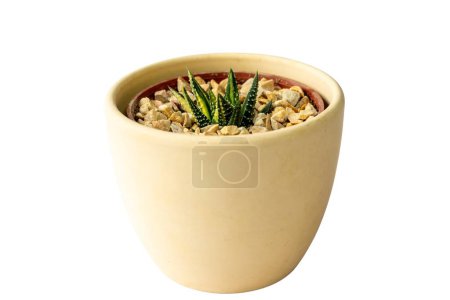 Foto de Planta suculenta de haworthia variegada en una maceta de cerámica - Imagen libre de derechos