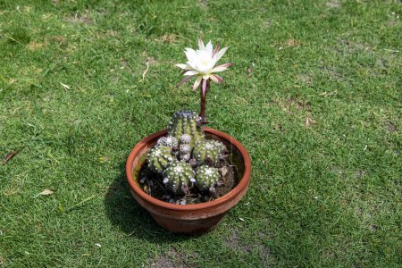 Photo for Echinopsis Subdenudata cactus plant in the garden - Royalty Free Image