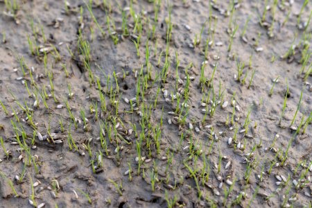 Rice seeds sprout in paddy field.