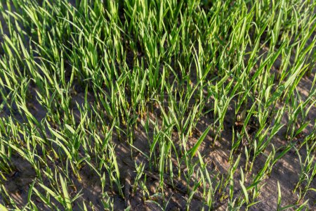 Téléchargez les photos : Le début d'une plante de riz vue en gros plan - en image libre de droit