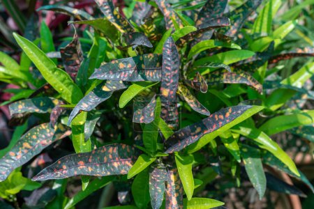 Téléchargez les photos : Feuilles colorées d'une plante de croton dans le jardin - en image libre de droit