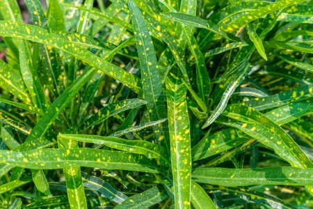 Téléchargez les photos : Belles feuilles jaunes pointillées de croton plante gros plan - en image libre de droit