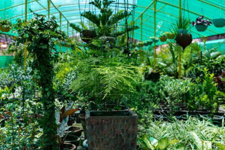 Foto de Helecho Plumosa hermosa planta en un invernadero - Imagen libre de derechos
