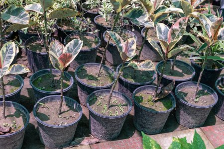 Téléchargez les photos : Plantes de caoutchouc panachées en pépinière à vendre - en image libre de droit