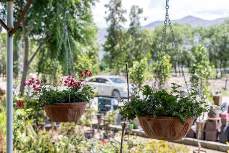Téléchargez les photos : Plantes de lierre de géranium dans des paniers suspendus - en image libre de droit