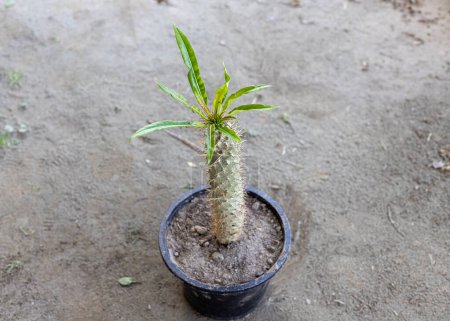 Palma de pachypodium lamerei de Madagascar en una maceta de plástico
