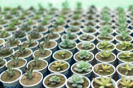 Photo for Mixed succulent propagation in spring - Royalty Free Image