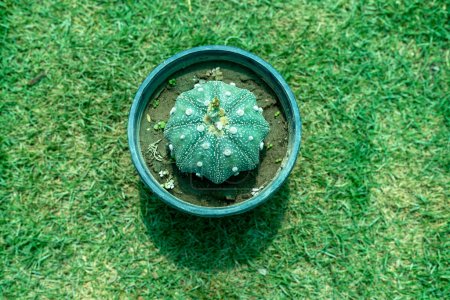 Foto de Cactus astrophytum de cerca en maceta de plástico negro. Vista superior. - Imagen libre de derechos