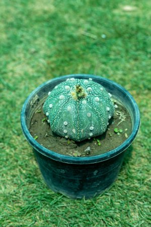 Foto de Astrophytum asterias caactus en olla - Imagen libre de derechos
