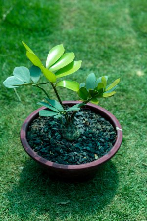 Téléchargez les photos : Zamia furfuracea ou cyca mexicain beau feuillage plante gros plan. - en image libre de droit