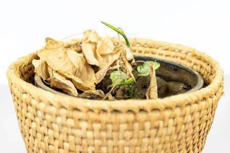 Foto de La planta de singonio con hojas secas comienza a rebrotar con nuevos brotes de hojas. - Imagen libre de derechos