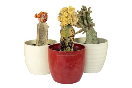 Foto de Cactus con insecto de escamas aislado sobre fondo blanco - Imagen libre de derechos