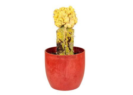 Foto de Cactus infectado con savia chupadora de insectos de la planta. - Imagen libre de derechos