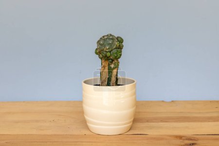 Foto de Cactus de secado infestado en una olla - Imagen libre de derechos