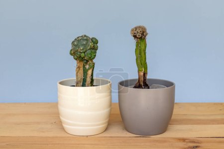 Foto de Cactus seco en macetas de cerámica de primer plano. Concepto de plantas abandonadas. - Imagen libre de derechos