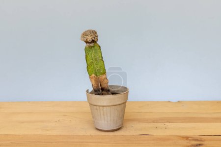 Foto de Cactus infectado con hongos y cochinillas - Imagen libre de derechos