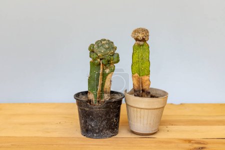 Foto de El cactus seco es desenterrado y arrojado fuera de la olla. Cuidado y cultivo de plantas de interior. - Imagen libre de derechos