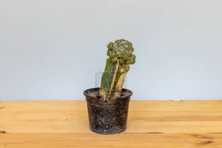 Drying cactus in a plastic pot closeup