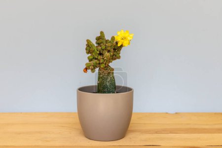 Foto de Cactus injertados en flor infectados con escamas de insectos harinosos - Imagen libre de derechos