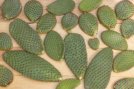 Photo for Beautiful bunny ears cactus pads on wooden background. - Royalty Free Image