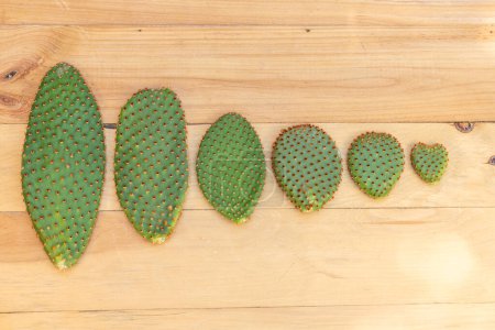 Photo for Opuntia microdasys, commonly known as bunny ears cactus pads or cuttings on a wooden background. - Royalty Free Image