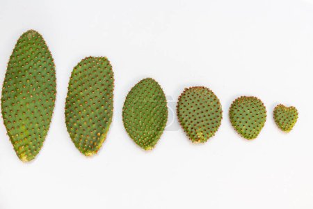 Photo for Opuntia microdasys bunny ears cactus leaves from large to smallest pad on white isolated background - Royalty Free Image
