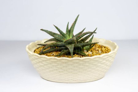 Téléchargez les photos : Aloe rauhii reynolds dans un beau pot décoratif - en image libre de droit