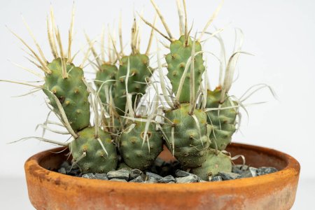 Paper spine cactus Tephrocactus articulatus closeup on white background