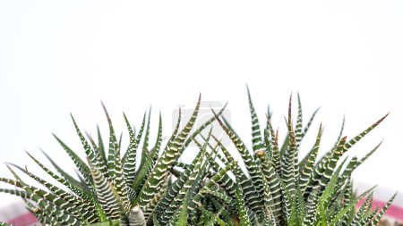 Foto de Haworthia Fasciata cactus cebra primer plano sobre fondo blanco con espacio para copiar - Imagen libre de derechos