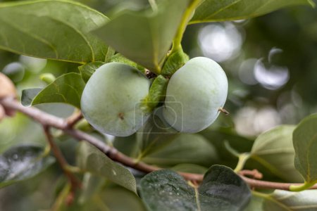 Téléchargez les photos : Fruits non mûrs de kaki sur la branche de l'arbre gros plan. Concentration sélective - en image libre de droit