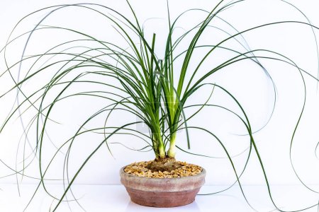 The Beaucarnea Recurvata also known as Ponytail Palm, or Nolina is a houseplant with a swollen thick brown stem and the long narrow curly, green leaves flow up from this base.