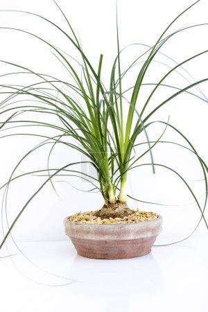 Photo for Beaucarnea recurvata ponytail palm isolated on white background - Royalty Free Image