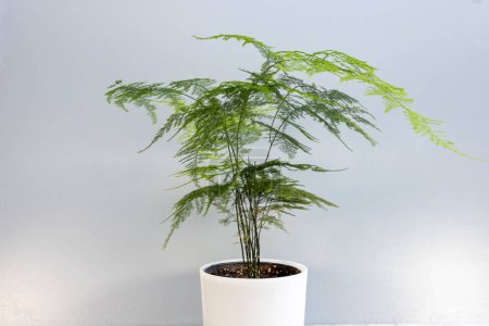 Foto de Planta ornamental de helecho Plumosa en maceta decorativa - Imagen libre de derechos