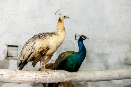 A beautiful peacock pair closeup