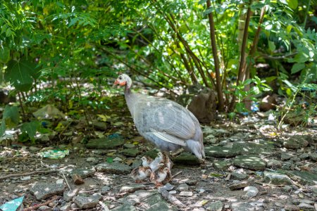Photo for Caring silver mother guinea fowl hen takes care of her newborn day one chicks - Royalty Free Image