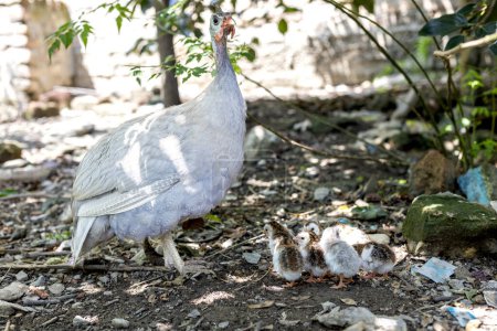 Photo for Broody guinea fowl hen hatched out keats - Royalty Free Image