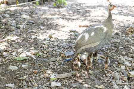 Photo for Helmeted guineafowl hen with her newborn chicks - Royalty Free Image
