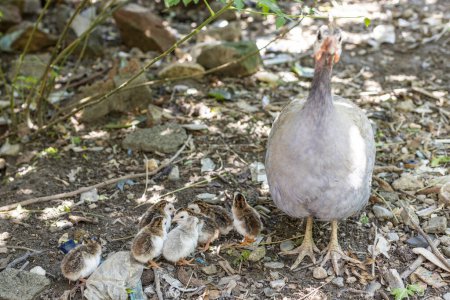Photo for Broody guinea fowl hen with keats - Royalty Free Image