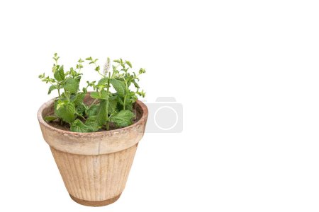 Téléchargez les photos : Mentha rotundifolia menthe herbe dans un pot d'argile isolé sur un fond blanc avec espace de copie - en image libre de droit