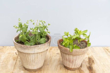 Téléchargez les photos : Deux variétés différentes d'herbes à la menthe en pot d'argile - en image libre de droit