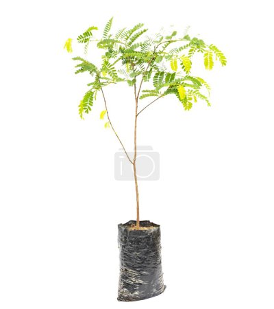 Photo for Tamarind small tree in plastic bag isolated on white background. - Royalty Free Image