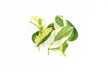 Leaves of N Joy pothos isolated on a white background