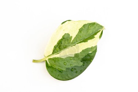 Exotic 'Epipremnum Aureum N'Joy' pothos leaf on a white isolated background