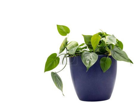 Photo for Philodendron green leaves plant in a ceramic pot on white isolated background with copy space. - Royalty Free Image