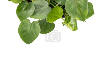 Photo for Heart shape leaves philodendron hanging plant on white background with blank empty space for text. - Royalty Free Image