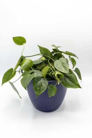Téléchargez les photos : Philodendron Brasil feuilles vertes plantes d'intérieur dans un pot décoratif en céramique sur fond blanc isolé - en image libre de droit