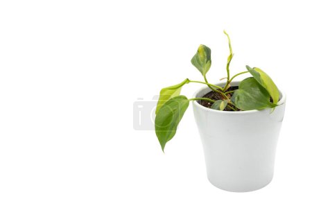 Téléchargez les photos : Philodendron Brasil plante exotique d'intérieur dans un pot sur fond blanc isolé - en image libre de droit