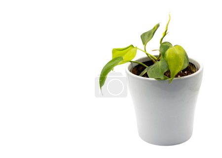 Téléchargez les photos : Philodendron Brazil forme de coeur laisse la plante dans un pot en céramique blanche avec espace de copie. - en image libre de droit