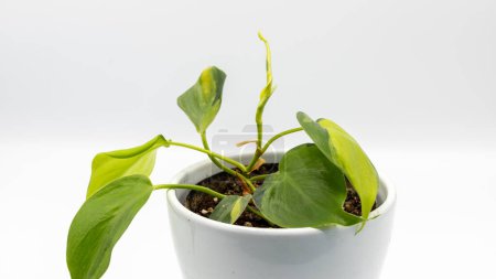 Téléchargez les photos : Gros plan d'une feuille en forme de coeur philodendron brasil plante panachée en pot sur un fond isolé blanc - en image libre de droit